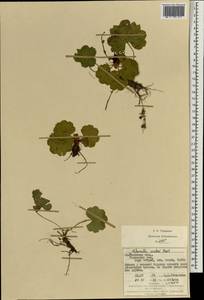 Alchemilla szaferi Pawl., Eastern Europe, West Ukrainian region (E13) (Ukraine)
