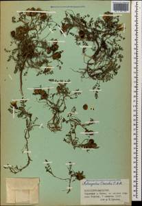 Astragalus oreades C.A.Mey., Caucasus, Stavropol Krai, Karachay-Cherkessia & Kabardino-Balkaria (K1b) (Russia)