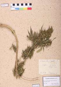 Cannabis sativa var. ruderalis (Janisch.) S. Z. Liou, Siberia, Altai & Sayany Mountains (S2) (Russia)