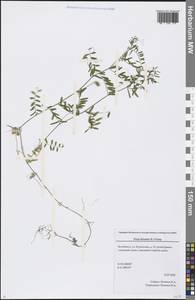 Vicia hirsuta (L.) Gray, Eastern Europe, Eastern region (E10) (Russia)