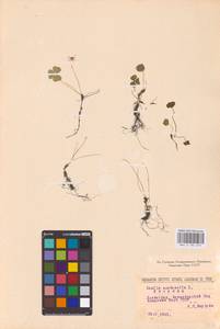 Oxalis acetosella L., Eastern Europe, North-Western region (E2) (Russia)