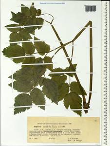 Angelica saxatilis Turcz. ex Ledeb., Siberia, Russian Far East (S6) (Russia)