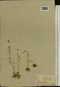 Arabidopsis thaliana (L.) Heynh., Eastern Europe, South Ukrainian region (E12) (Ukraine)