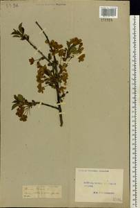Prunus cerasus subsp. cerasus, Eastern Europe, Central forest-and-steppe region (E6) (Russia)