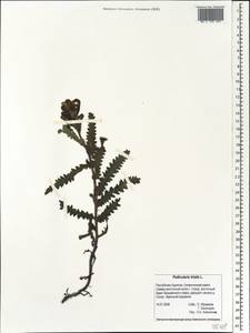 Pedicularis tristis L., Siberia, Baikal & Transbaikal region (S4) (Russia)