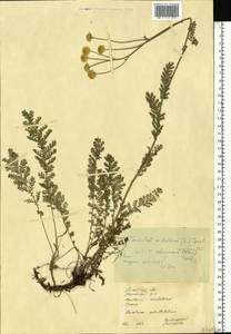 Tanacetum millefolium (L.) Tzvelev, Eastern Europe, North Ukrainian region (E11) (Ukraine)