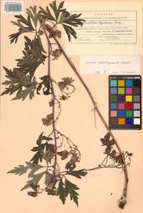 Aconitum consanguineum Vorosch., Siberia, Russian Far East (S6) (Russia)