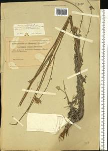 Jurinea cretacea Bunge, Eastern Europe, Lower Volga region (E9) (Russia)