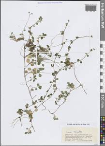 Linnaea borealis L., Siberia, Baikal & Transbaikal region (S4) (Russia)