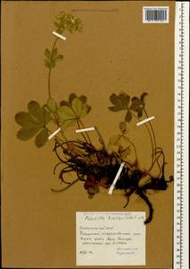 Potentilla brachypetala Fisch. & C. A. Mey. ex Lehm., Caucasus, Stavropol Krai, Karachay-Cherkessia & Kabardino-Balkaria (K1b) (Russia)