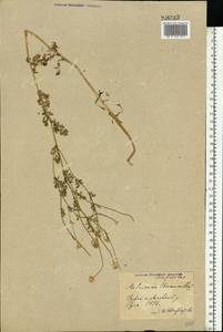 Matricaria chamomilla L., Eastern Europe, Central forest-and-steppe region (E6) (Russia)