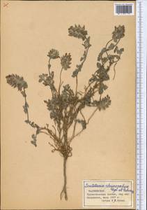 Scutellaria physocalyx Regel & Schmalh., Middle Asia, Pamir & Pamiro-Alai (M2) (Tajikistan)