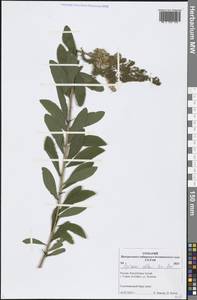 Spiraea alba Du Roi, Siberia, Altai & Sayany Mountains (S2) (Russia)