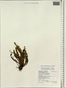 Paragymnopteris marantae subsp. subcordata (Cav.), Africa (AFR) (Spain)