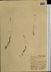 Draba nemorosa L., Siberia, Baikal & Transbaikal region (S4) (Russia)