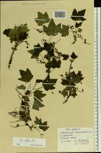 Ribes rubrum L., Eastern Europe, Middle Volga region (E8) (Russia)