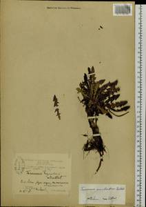 Taraxacum macilentum Dahlst., Siberia, Chukotka & Kamchatka (S7) (Russia)