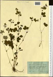 Potentilla centigrana Maxim., Siberia, Russian Far East (S6) (Russia)