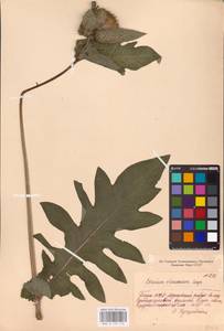 Cirsium oleraceum (L.) Scop., Eastern Europe, Eastern region (E10) (Russia)