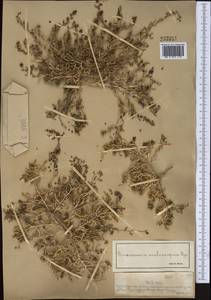 Suaeda aralocaspica (Bunge) Freitag & Schütze, Middle Asia, Muyunkumy, Balkhash & Betpak-Dala (M9) (Kazakhstan)