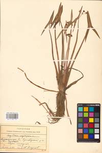 Sagittaria sagittifolia L., Eastern Europe, Northern region (E1) (Russia)