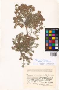 MHA 0 156 895, Thymus calcareus Klokov & Des.-Shost., Eastern Europe, Lower Volga region (E9) (Russia)