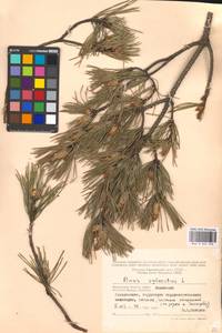 Pinus sylvestris L., Eastern Europe, Moscow region (E4a) (Russia)