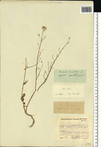 Brassica rapa subsp. oleifera (DC.) Metzg., Eastern Europe, Northern region (E1) (Russia)