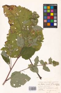 Arctium minus (Hill) Bernh., Eastern Europe, Moscow region (E4a) (Russia)