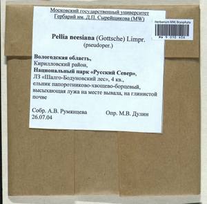 Pellia neesiana (Gottsche) Limpr., Bryophytes, Bryophytes - European North East (B7) (Russia)