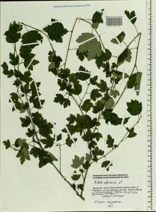 Ribes alpinum L., Eastern Europe, Moscow region (E4a) (Russia)