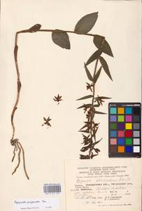 Epipactis purpurata Sm. , nom. cons., Eastern Europe, West Ukrainian region (E13) (Ukraine)
