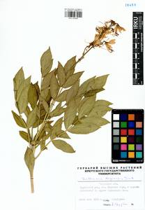 Dictamnus dasycarpus Turcz., Siberia, Baikal & Transbaikal region (S4) (Russia)