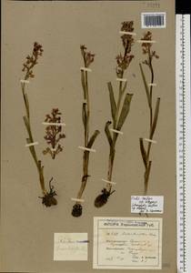 Anacamptis laxiflora (Lam.) R.M.Bateman, Pridgeon & M.W.Chase, Eastern Europe, North Ukrainian region (E11) (Ukraine)