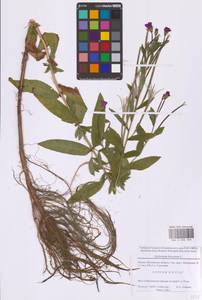 Epilobium hirsutum L., Eastern Europe, Moscow region (E4a) (Russia)