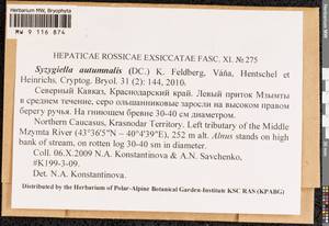 Syzygiella autumnalis (DC.) K. Feldberg, Váňa, Hentschel & Heinrichs, Bryophytes, Bryophytes - North Caucasus & Ciscaucasia (B12) (Russia)