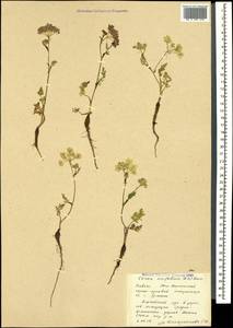 Carum meifolium (M. Bieb.) Boiss., Caucasus, South Ossetia (K4b) (South Ossetia)