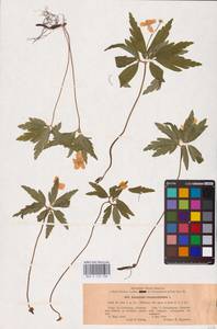 Anemone ranunculoides L., Eastern Europe, North-Western region (E2) (Russia)