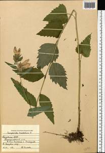 Campanula trachelium L., Eastern Europe, Middle Volga region (E8) (Russia)