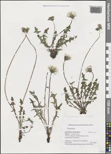 Taraxacum ungulatum (Brenner) Brenner, Crimea (KRYM) (Russia)
