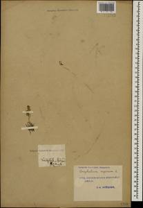 Omalotheca supina (L.) DC., Caucasus, Turkish Caucasus (NE Turkey) (K7) (Turkey)