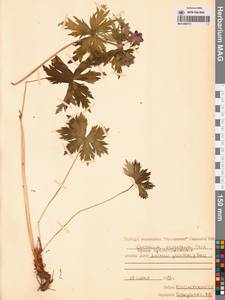 Geranium erianthum DC., Siberia, Chukotka & Kamchatka (S7) (Russia)