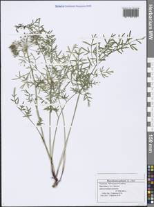 Thysselinum palustre (L.) Hoffm., Eastern Europe, Middle Volga region (E8) (Russia)