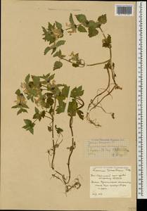 Lamium tomentosum Willd., Caucasus, South Ossetia (K4b) (South Ossetia)