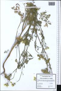 Orlaya grandiflora (L.) Hoffm., Western Europe (EUR) (Romania)