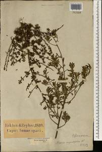 Diospyros pubescens var. pubescens, Africa (AFR) (South Africa)