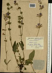Salvia pratensis L., Eastern Europe, Moscow region (E4a) (Russia)