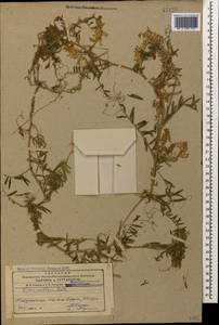 Vicia villosa Roth, Caucasus, Azerbaijan (K6) (Azerbaijan)