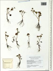 Ranunculus muricatus L., Caucasus, Krasnodar Krai & Adygea (K1a) (Russia)