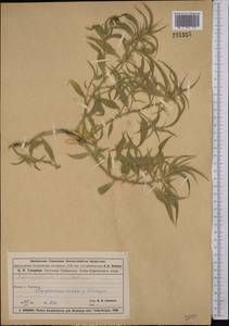 Agriophyllum pungens (Vahl) Link, Middle Asia, Muyunkumy, Balkhash & Betpak-Dala (M9) (Kazakhstan)